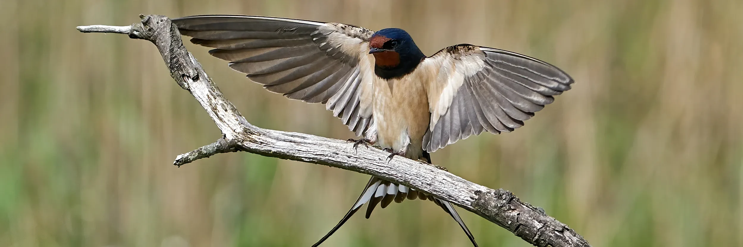barn-swallow-perched-on-a-branch-spreading-wings-2026-03-18-08-06-40-utc _2500