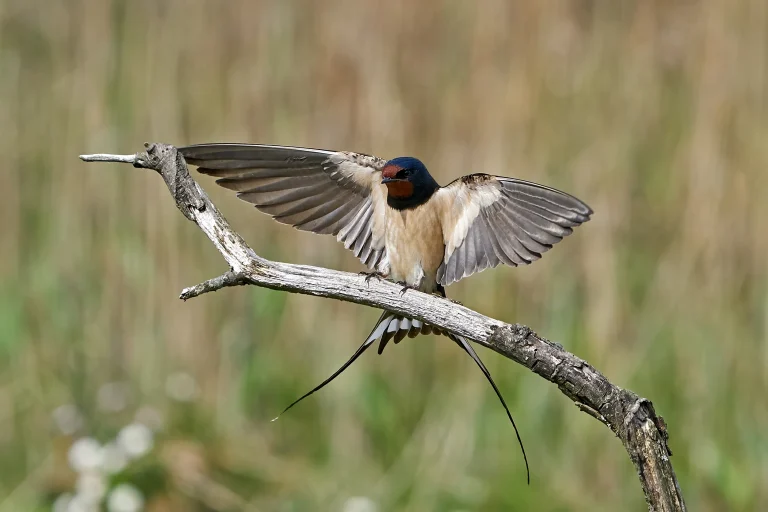 barn-swallow-perched-on-a-branch-spreading-wings-2026-03-18-08-06-40-utc _2500